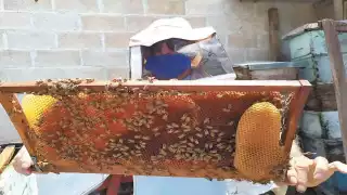 Fotos: Luis Manuel Pech Sánchez