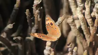 Fotos: Emmanuel Sansores