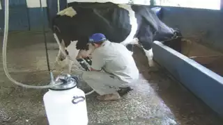 Asesoran a los productores lecheros para alcanzar los estándares que exige Liconsa. Foto: Agustín Ferrer.