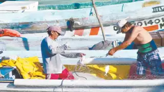 Pescadores de Campeche denuncian la depredación incontrolada del pulpo