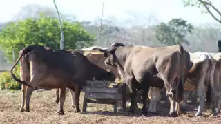Piden acciones contundentes para que se castigue a los culpables conforme a lo establecido en la ley. Foto Manuel Collí.