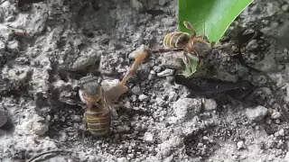 Apicultores de Lázaro Cárdenas señalan que la abeja melipona está en peligro