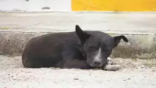 En la mayoría, las víctimas son propiedad del abusador, por lo cual difícilmente se puede denunciar.