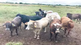 Aseguran que la venta ilegal de aretes para ganado en Campeche fue un caso aislado