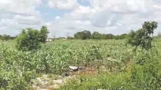 Foto: Néstor Cuevas