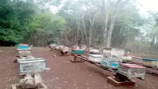 Las afectaciones para los productores han sido constantes desde hace más de cinco meses. Foto: Jorge Uc.