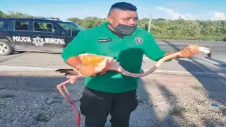 Obdulio Menda Sánchez, con una de las aves rescatadas. Foto: Julio Jiménez Mendoza.