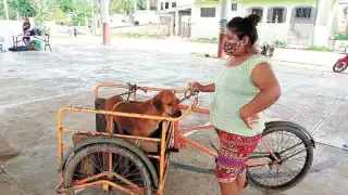 Atacan a machetazos a una perrita en Valladolid