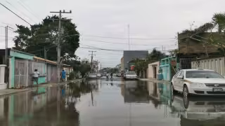 Persiste acumulación de basura vegetal en Puerto Morelos