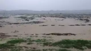 Este año no se pagó el aseguramiento de 68 mil hectáreas de maíz para el autoconsumo. Foto Manuel Collí.