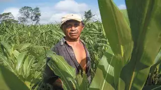 Productores de Xoy buscan guardián para proteger las semillas milenarias mayas