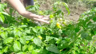 Miles de hectáreas quedaron sin apoyo este año. Fotos: Nicolás Guzmán.