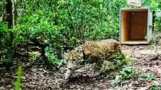 Liberan en la reserva de Sian Ka'an al jaguar que fue atropellado en Álvaro Obregón