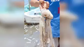 Foto: Wilbert Casanova Villamonte