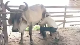 Diariamente se obtienen entre 300 y 400 litros de producto. Foto: Julio Gutiérrez