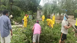 El árbol obstruyó el principal acceso al fraccionamiento Foto: Pastor Palma.