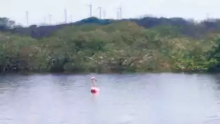 Organizan grupo de vigilancia en Chicxulub Puerto para proteger a flamencos