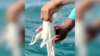Capturan más de 109 toneladas de pulpo en Campeche