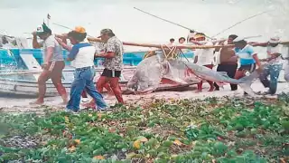 Sisal y Celestún se identifican por su alta producción de especies marinas de escama y molusco. Foto: José L. López.