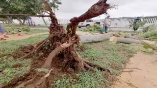 Se observó la caída de árboles, postes de la CFE e incluso se registraron cortos circuitos. Foto: José Salazar.