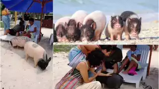 Para llegar a Pig Beach puedes entrar por Progreso o Chelem, es un espacio gratuito