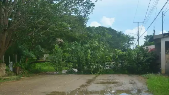 Protección Civil informó que hasta ayer no había reporte de inundaciones pero atendió la caída de un árbol en la ciudad. Protección Civil informó que hasta ayer no había reporte de inundaciones pero atendió la caída de un árbol en la ciudad.