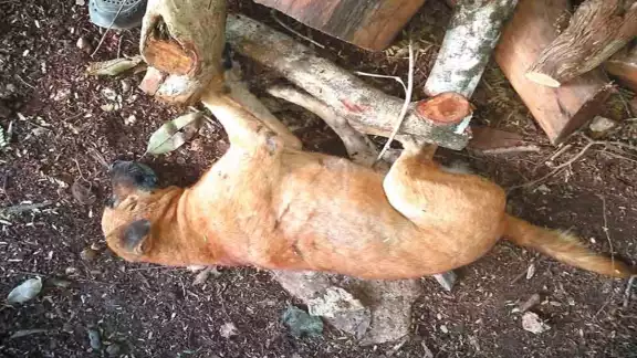 Andrés Novelo Rosado exige la intervención de alguna autoridad protectora de animales para investigar la muerte de sus perros. Andrés Novelo Rosado exige la intervención de alguna autoridad protectora de animales para investigar la muerte de sus perros.