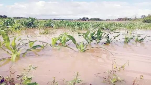 Pruebas de orina de habitantes de la región revelaron la existencia de glisofato, un herbicida. Pruebas de orina de habitantes de la región revelaron la existencia de glisofato, un herbicida.