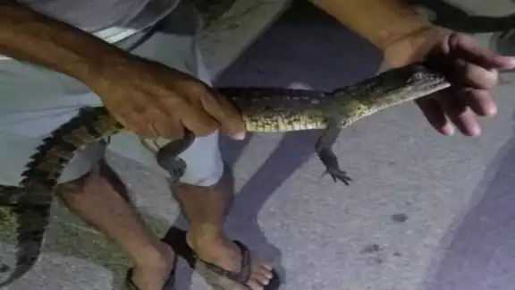 Una pareja acudió para hacerse cargo del ejemplar. Fotos: Alejandro Collí.