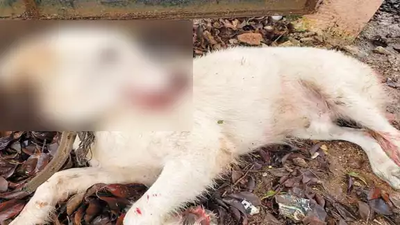 La usuaria relató en redes sociales que el perrito fue atropellado dos veces. Foto: Por Esto! La usuaria relató en redes sociales que el perrito fue atropellado dos veces. Foto: Por Esto!