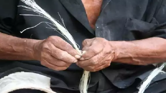 Con la salida al mercado de la fibra sintética y el nylon, se ha dejado a un lado el uso del henequén. Con la salida al mercado de la fibra sintética y el nylon, se ha dejado a un lado el uso del henequén.