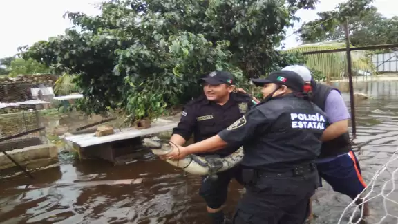El cocodrilo fue liberado posteriormente por agentes municipales. Foto: Pastor Palma. El cocodrilo fue liberado posteriormente por agentes municipales. Foto: Pastor Palma.