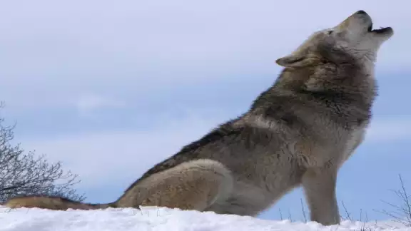Un lobo gris mexicano se escapó del parque estatal Hermenegildo Galena, ubicado en el municipio de Tenancingo, Estado de México