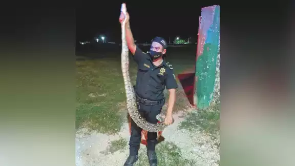 Agentes localizaron al reptil entre la maleza y lo llevaron a su habitát natural. Agentes localizaron al reptil entre la maleza y lo llevaron a su habitát natural.