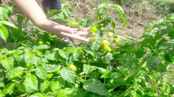 Miles de hectáreas quedaron sin apoyo este año. Fotos: Nicolás Guzmán.