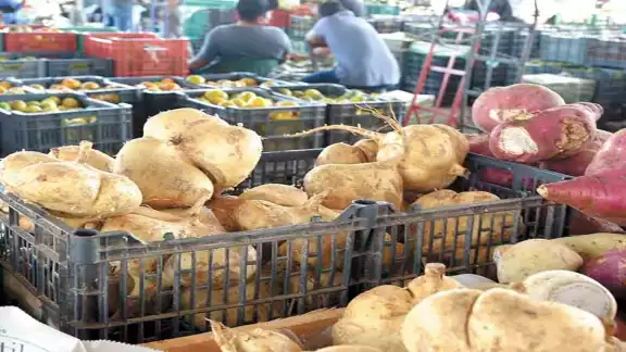 Las más pequeñas, cultivadas en Maxcanú, poseen un sabor, olor
y textura diferente a las que se venden en el centro de México.