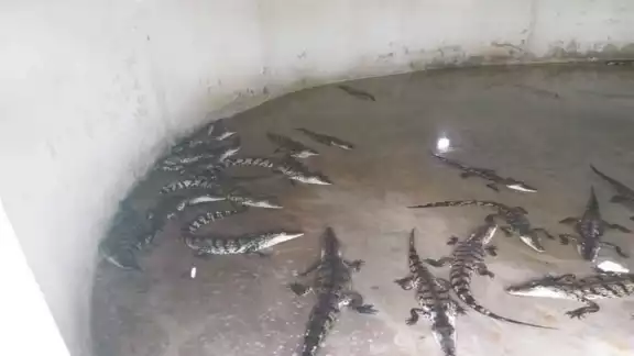 “Cocodrilos de Palizada” no cuenta con la capacidad para recibir la cantidad de peces que se recolectan. Fotos: Julio Gutiérrez. “Cocodrilos de Palizada” no cuenta con la capacidad para recibir la cantidad de peces que se recolectan. Fotos: Julio Gutiérrez.
