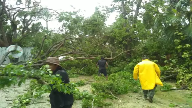 Los árboles que colapsaron impiden el acceso al poblado. Foto: Romana Mora.