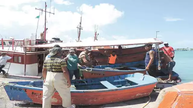 La captura del molusco este año está por debajo de lo registrado en 2019. Foto: Julio Jiménez Mendoza.