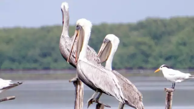 En Campeche se tiene el registro de 298 especies endémicas. Fotos: Lucio Blanco.