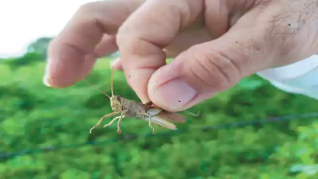 Fotos: Luis Manuel Pech Sánchez