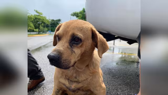 Foto: Guaurdería Mérida en Facebook