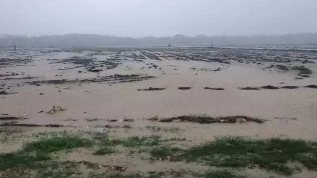 Este año no se pagó el aseguramiento de 68 mil hectáreas de maíz para el autoconsumo. Foto Manuel Collí.