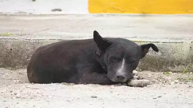 En la mayoría, las víctimas son propiedad del abusador, por lo cual difícilmente se puede denunciar.