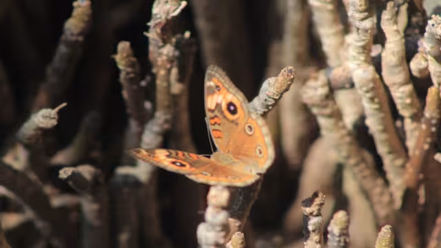 Fotos: Emmanuel Sansores