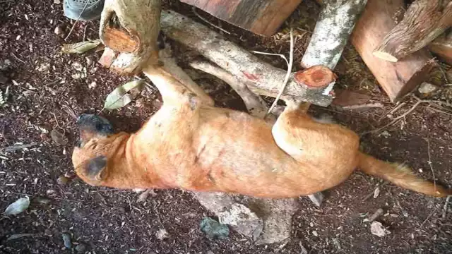 Andrés Novelo Rosado exige la intervención de alguna autoridad protectora de animales para investigar la muerte de sus perros.