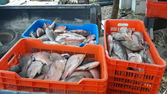 Foto: Luis Enrique Cauich