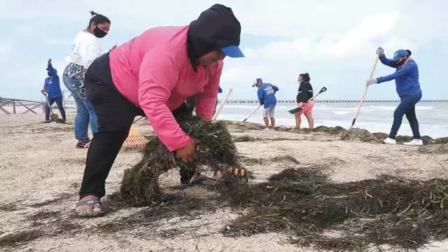 La función de estos organismos es tan importante como las que tiene el manglar o las dunas costeras, señala el experto. Fotos: Cuauhtémoc Moreno.