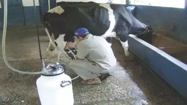 Asesoran a los productores lecheros para alcanzar los estándares que exige Liconsa. Foto: Agustín Ferrer.