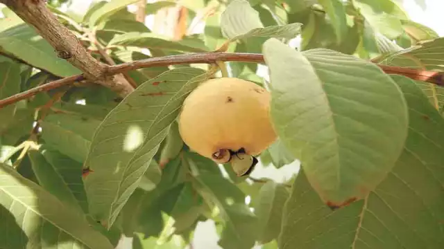 El médico ancestral Amado Herrera, señaló que las hierbas medicinales tienen la garantía para curar varias enfermedades. Foto: Valerio Chan.